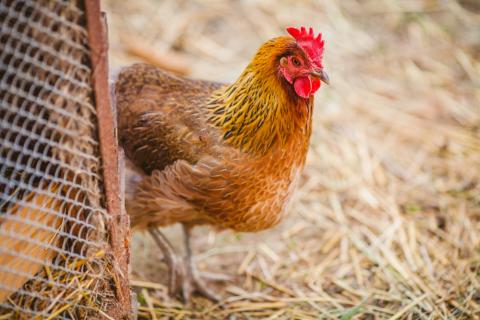 Picture of a chicken