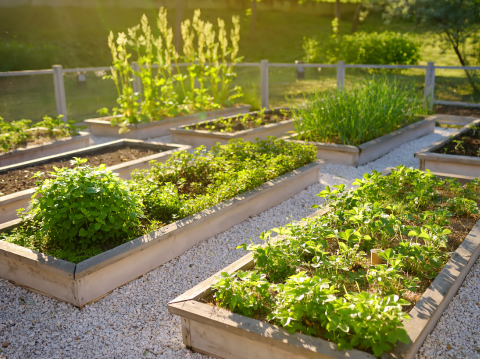 Raised garden beds