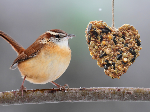 Bird seed ornament next to bird