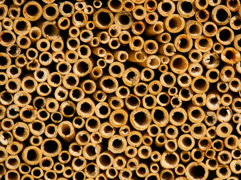 bee hotel