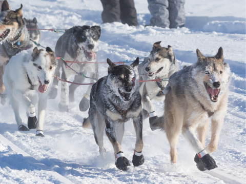 Iditarod