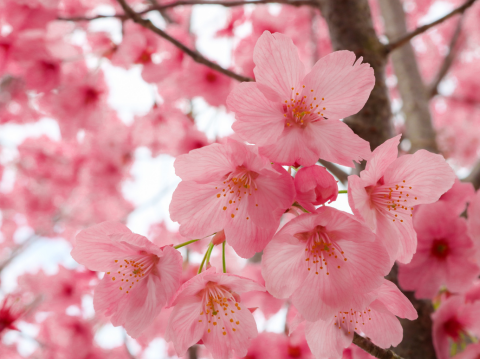 cherry blossoms