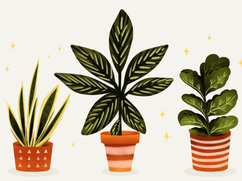 potted plants