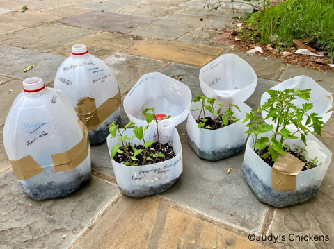 milk jug seed starters