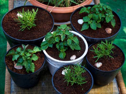 container plants