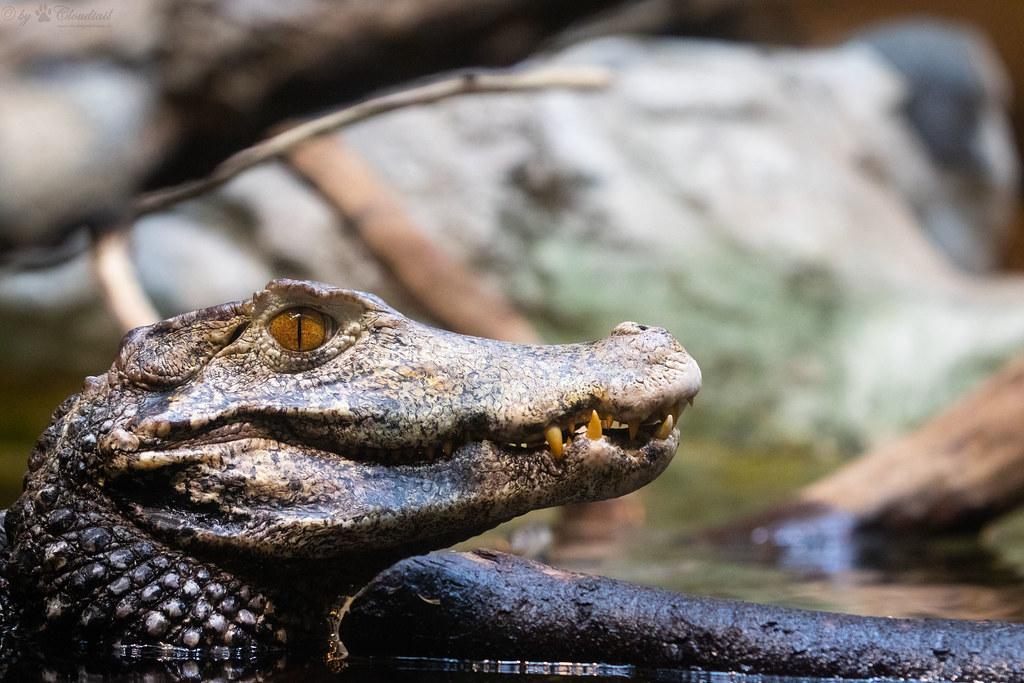 cuvier's dwarf caiman